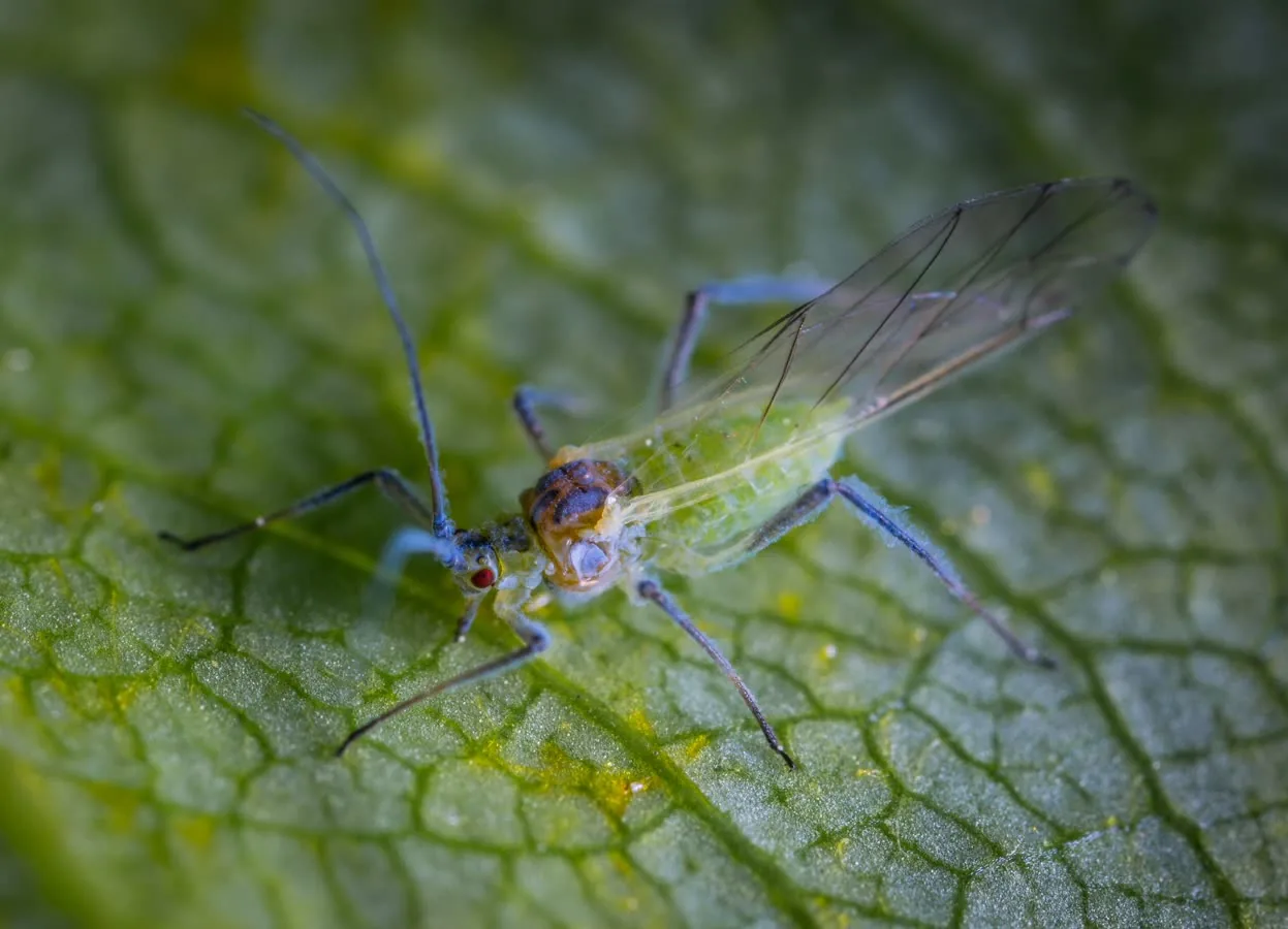 Greenfly