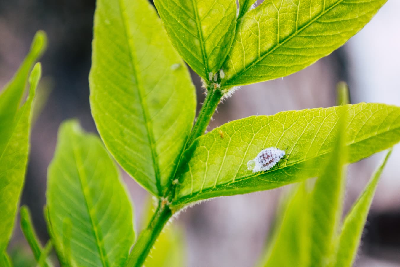 Mealybugs