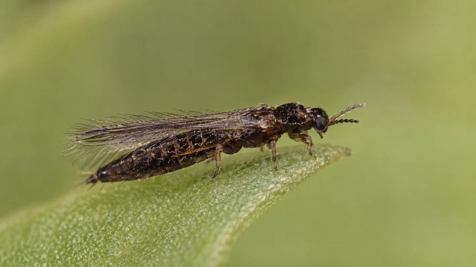 Thunderfly